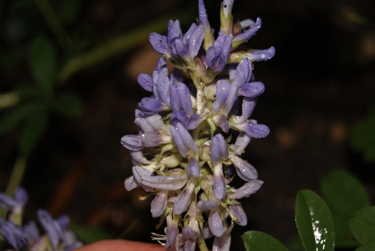Largebract Indian Breadroot Rare Seeds (Pediomelum cuspidatum)