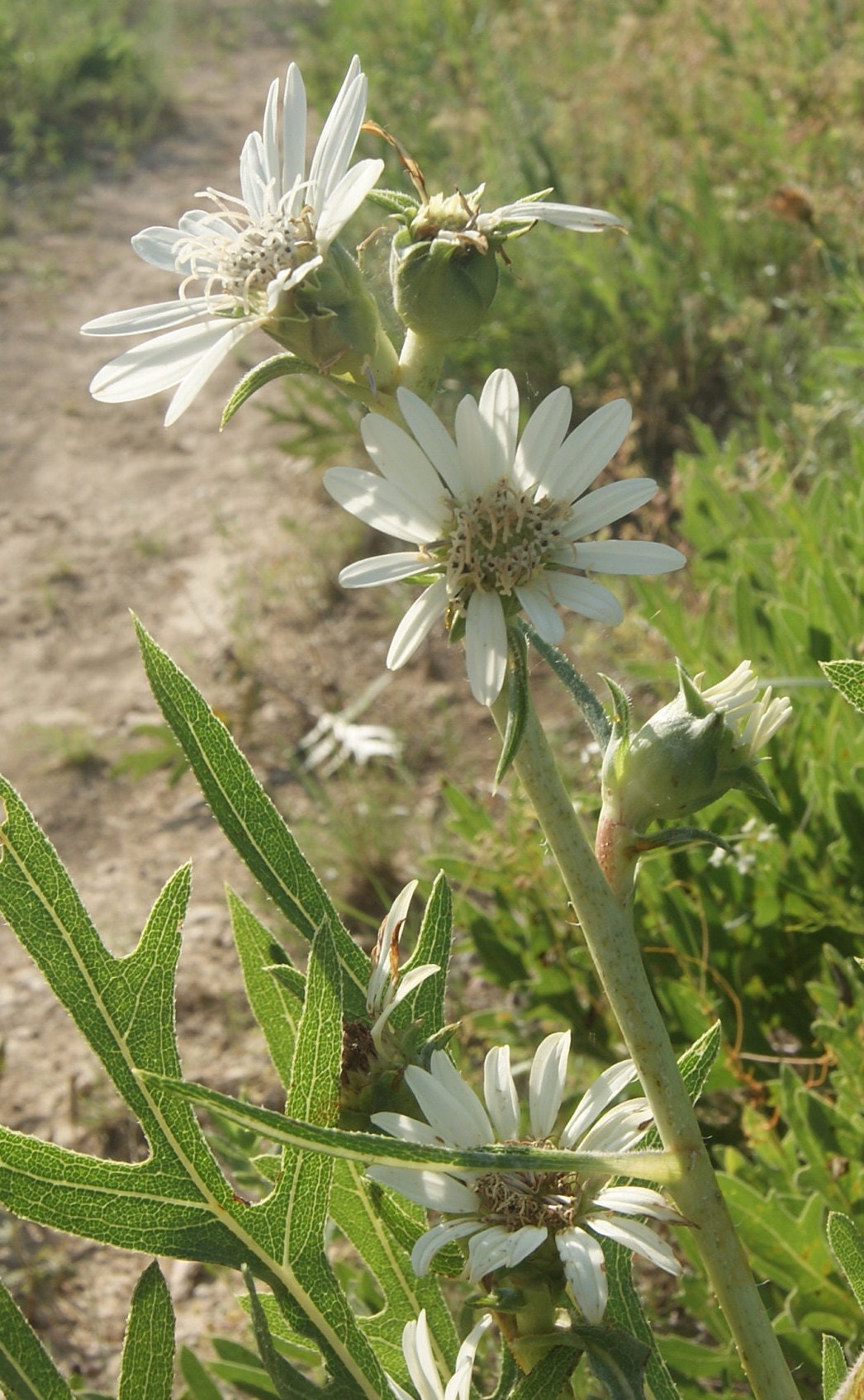 Texas White Rosinweed Native Seeds (Silphium albiflorum)