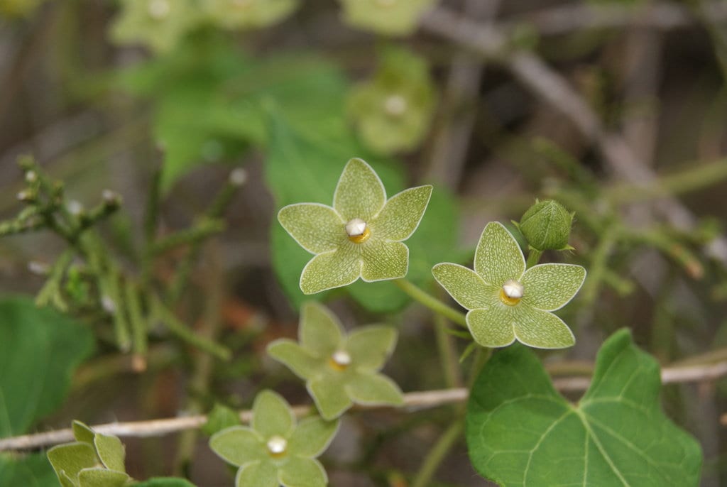 Pearl Milkweed Vine Native Seeds (Matelea reticulata)