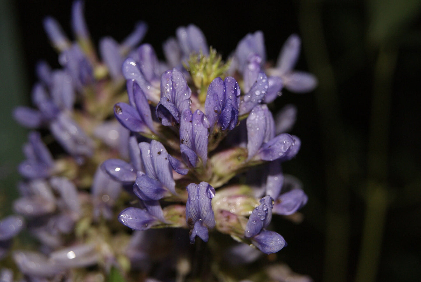 Largebract Indian Breadroot Rare Seeds (Pediomelum cuspidatum)