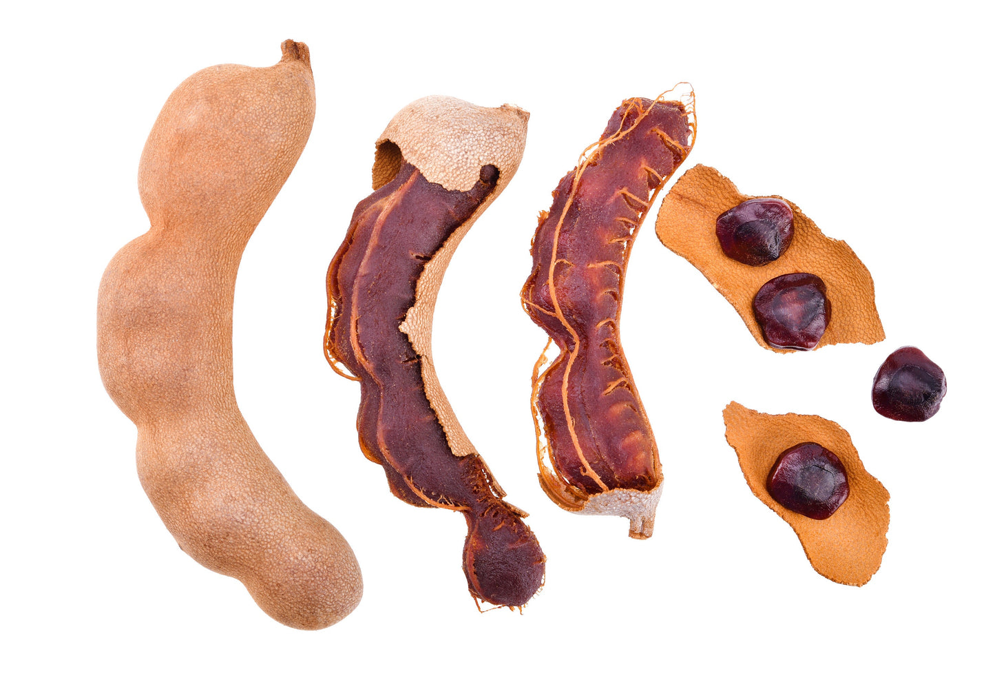Sweet Tamarind (Tamarindus indica)