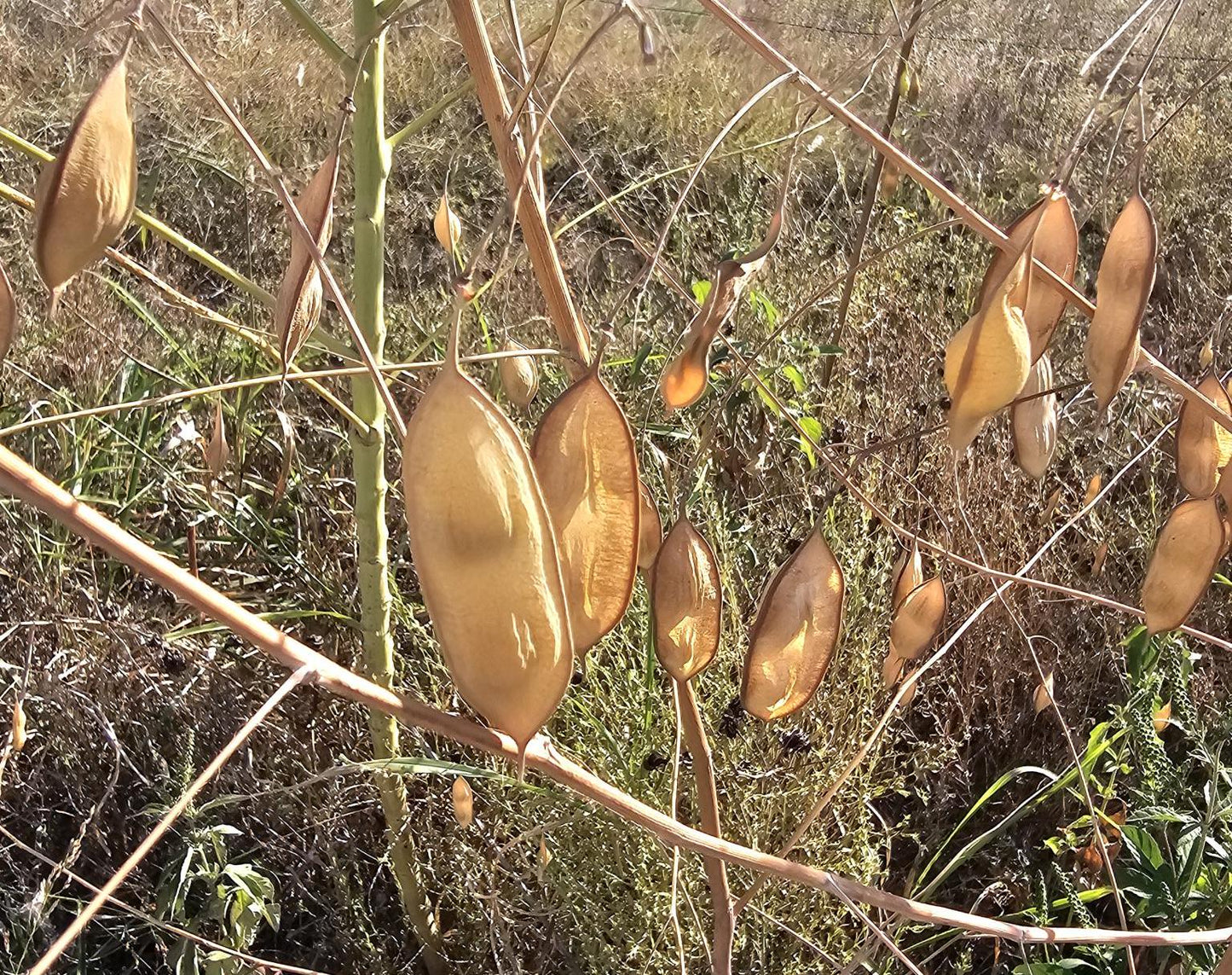 Bladderpod Native Seeds (Sesbania vesicaria)
