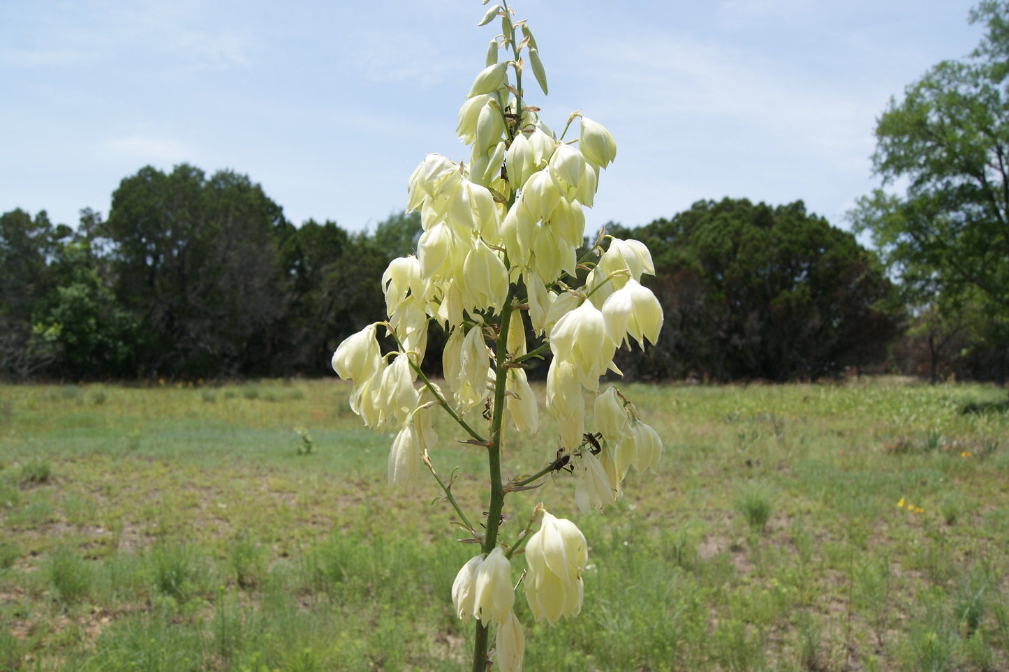 Texas Blue Yucca Native Seeds (Yucca pallida)