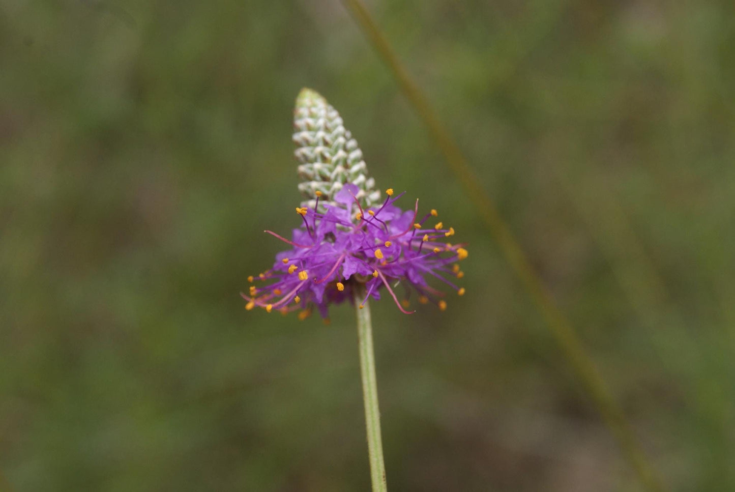 Slender Prairie Clover Native Seeds (Dalea tenuis)