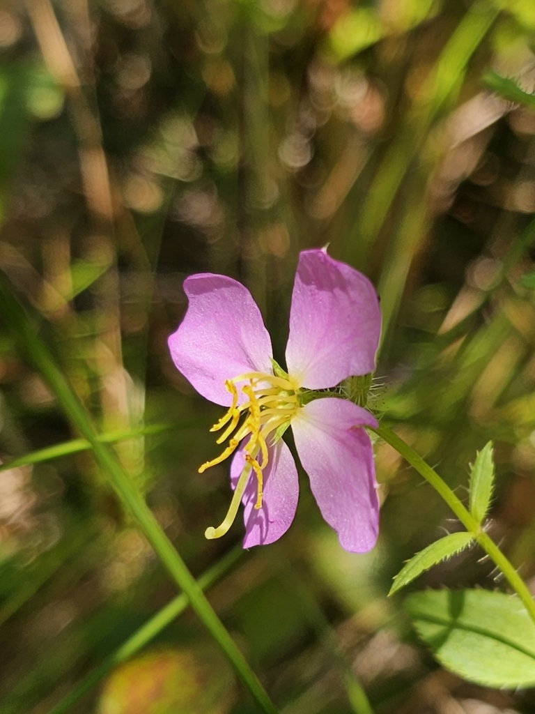 Meadow Beauty Native Seeds (Rhexia virginica)