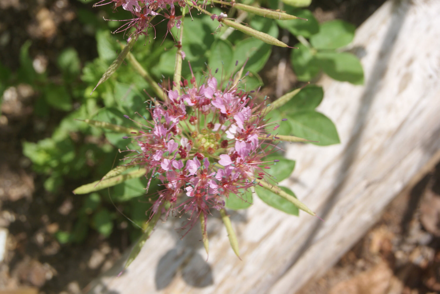 Red Whisker Clammyweed Native Seeds (Polanisia dodecandra)