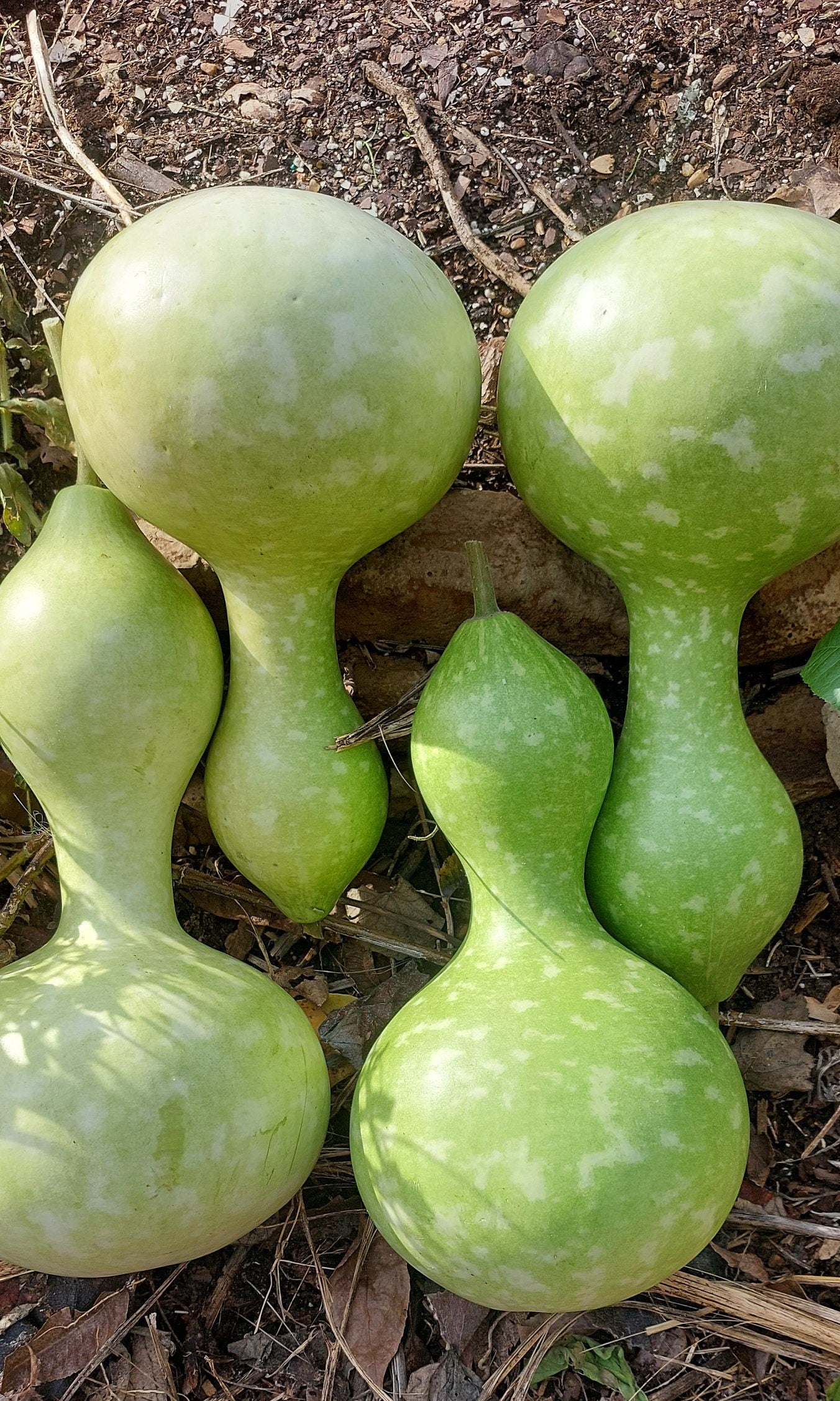 Birdhouse Gourd Seeds