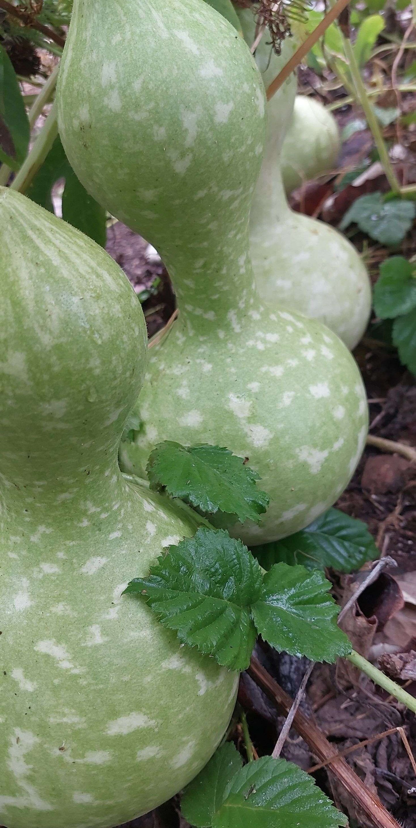 Birdhouse Gourd Seeds