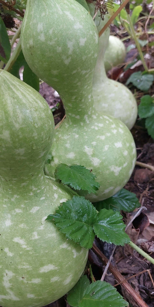 Birdhouse Gourd Seeds
