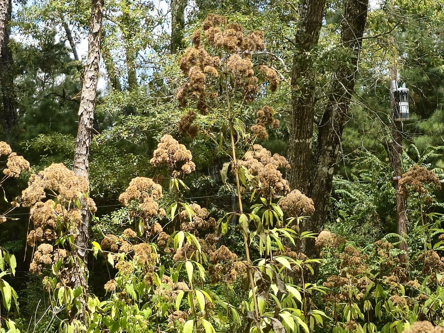 Hollow Joe Pye Weed (Eutrochium fistulosum)