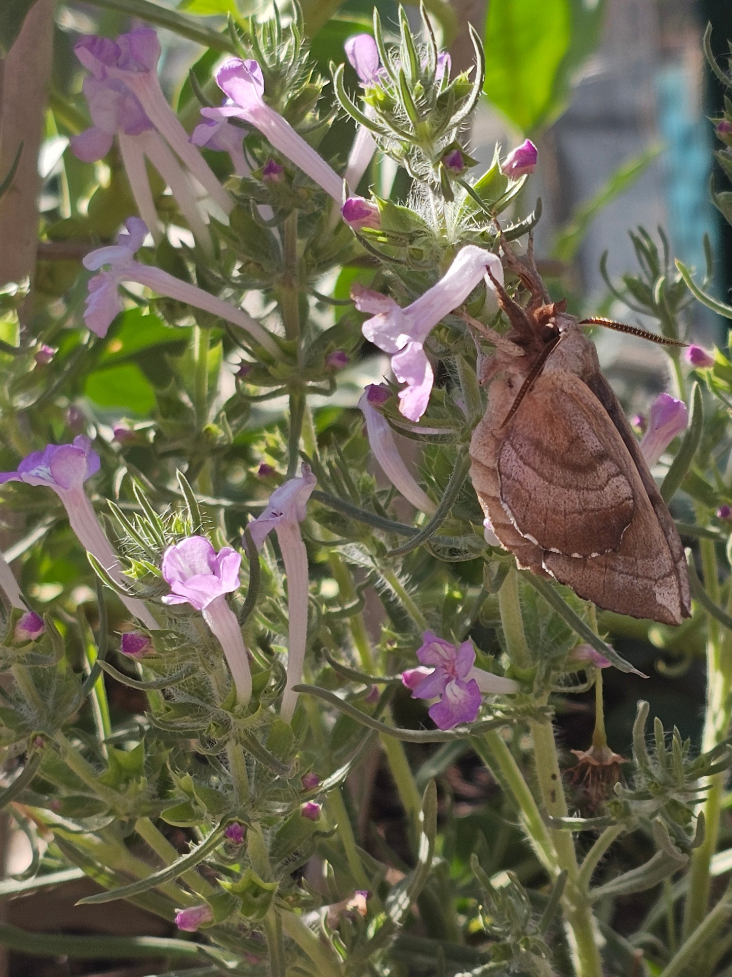 Clustered Sage Rare Seeds (Salvia whitehousei)