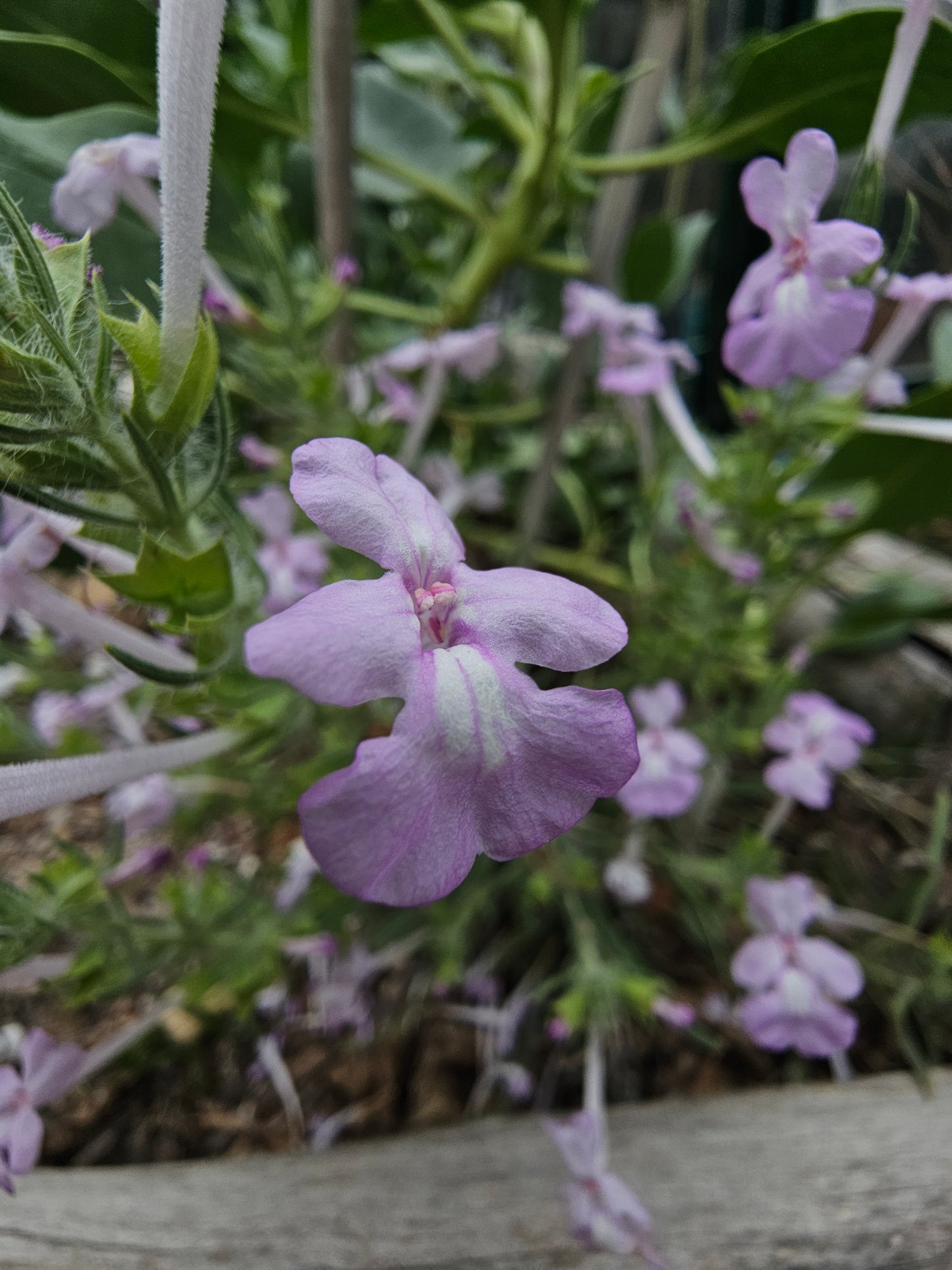 Clustered Sage Rare Seeds (Salvia whitehousei)