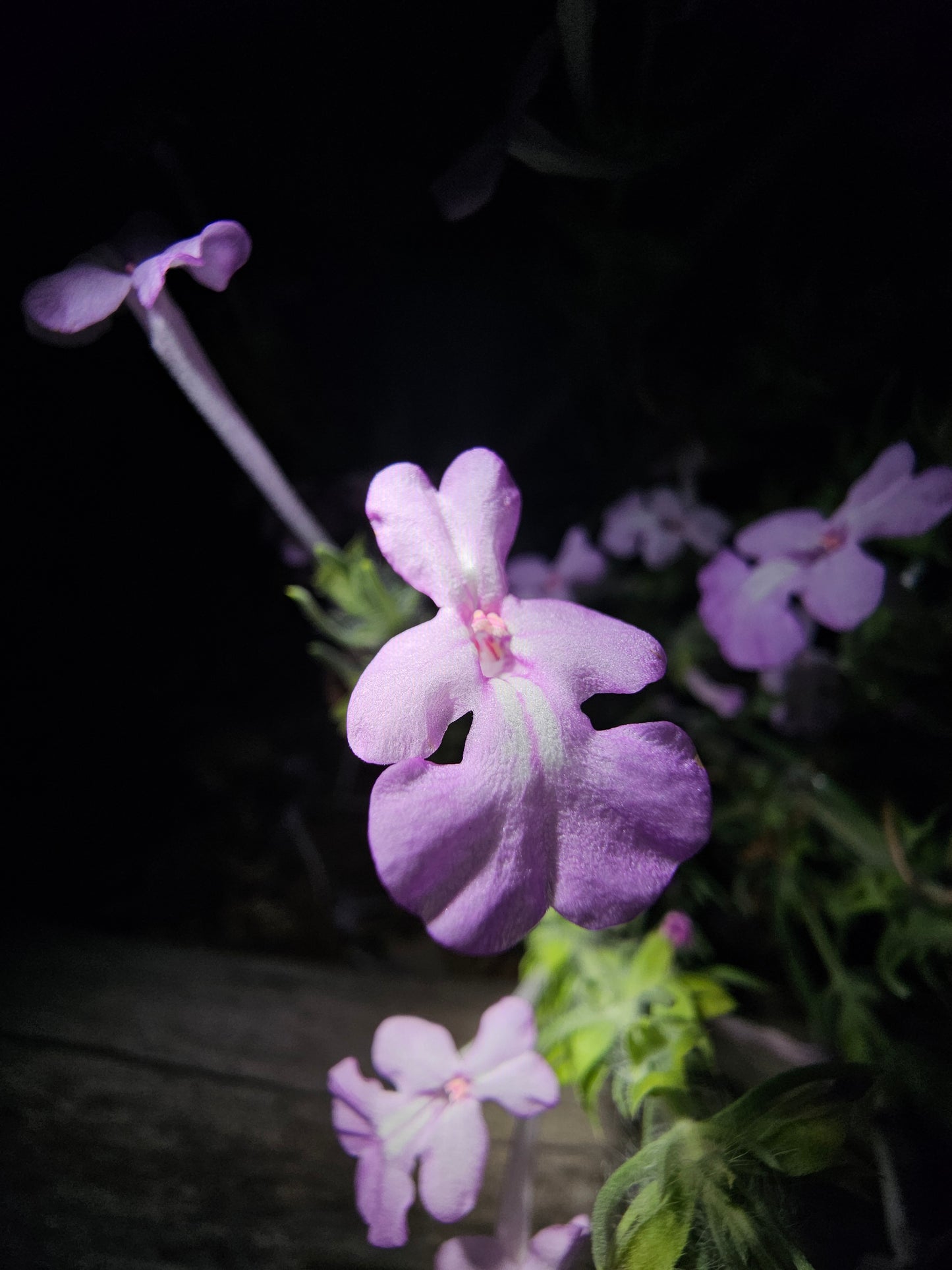 Clustered Sage Rare Seeds (Salvia whitehousei)