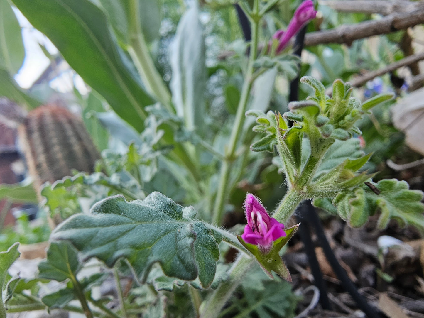 Crimson Sage Rare Seeds (Salvia henryi)