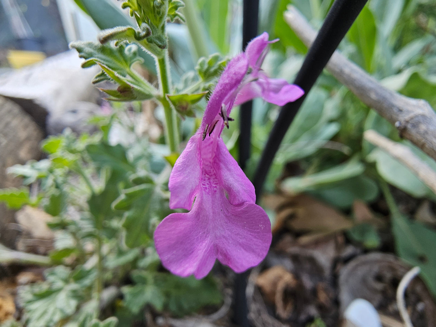 Crimson Sage Rare Seeds (Salvia henryi)