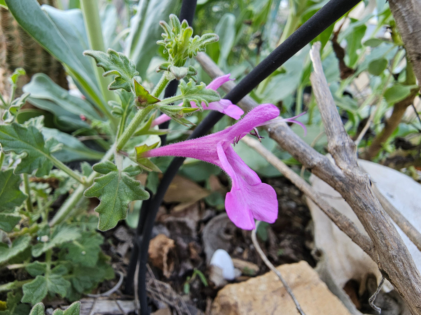 Crimson Sage Rare Seeds (Salvia henryi)