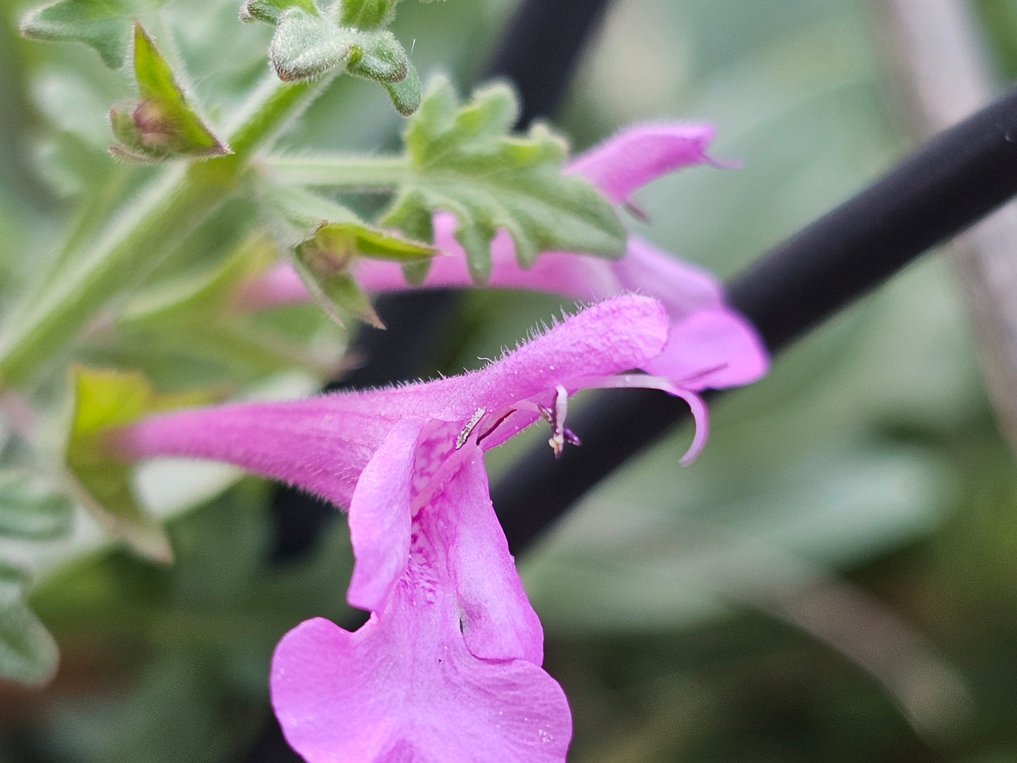 Crimson Sage Rare Seeds (Salvia henryi)