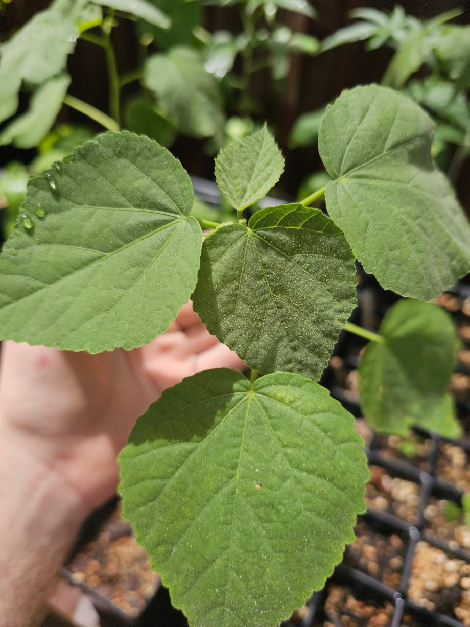 A close-up of a green leafy plant, Hibiscus lasiocarpos, Hairy rosemallow, being held by a person's hand, with other plants and a black nursery tray visible in the background.
