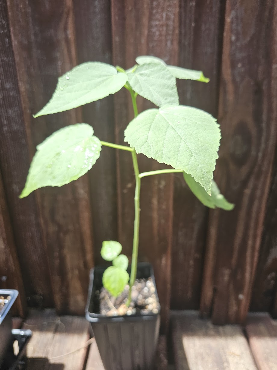 A young green Hibiscus lasiocarpos, Hairy rosemallow plant in a small black nursery pot, photographed outdoors against a dark wooden fence and deck.