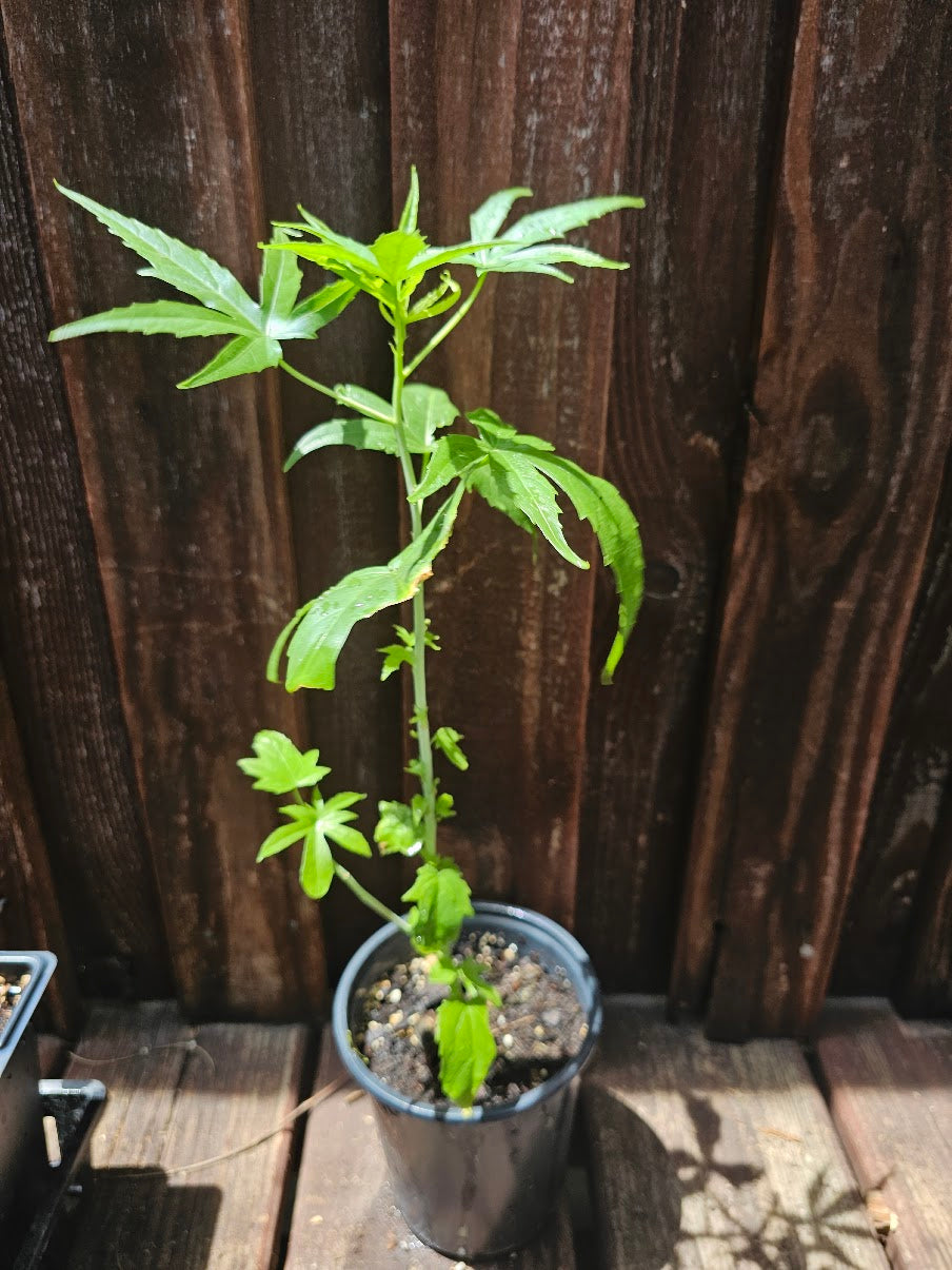 Hibiscus coccineus, Scarlet rosemallow, Texas star hibiscus growing in north texas garden. Live plant in pot in nursery