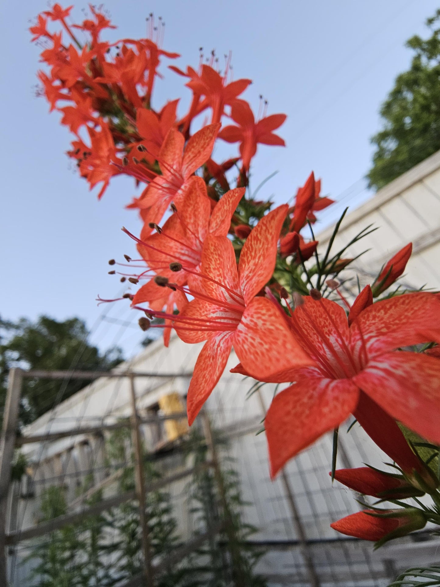 Standing Cypress Live Plants (Ipomopsis rubra)