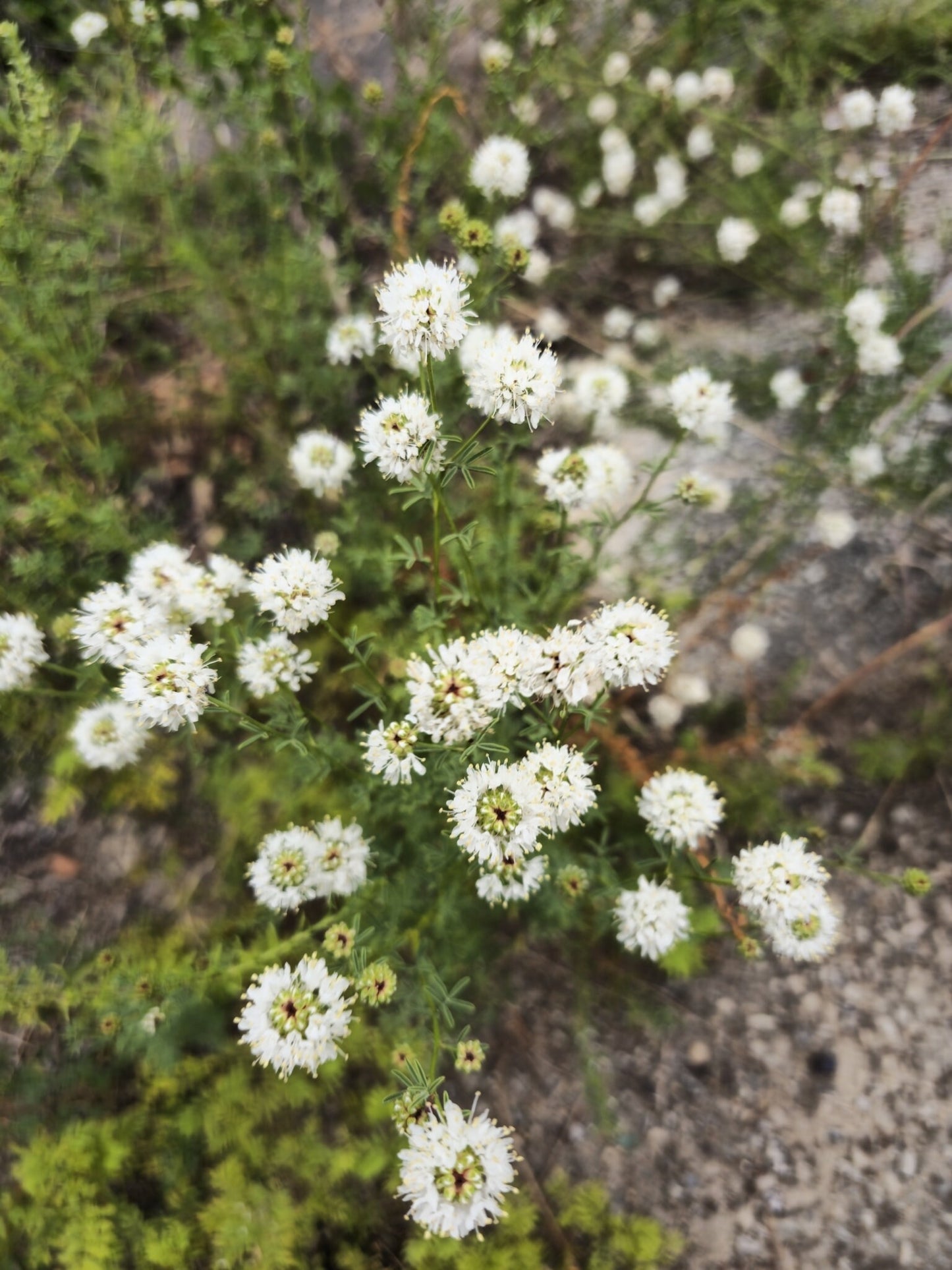 Roundhead Prairie Clover Native Seeds (Dalea multiflora)