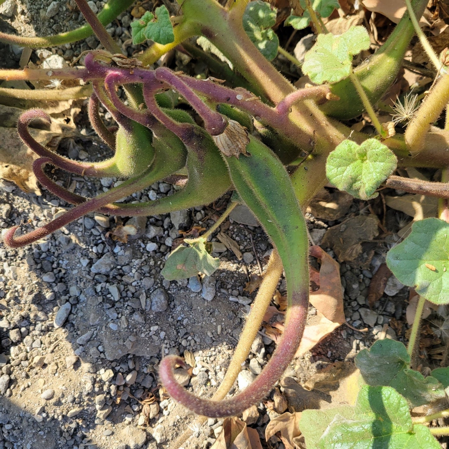 Devil's Claw Native Seeds (Proboscidea louisianica)