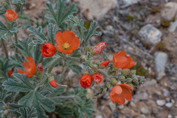 Apricot Desert Globemallow Native Seeds (Sphaeralcea ambigua)