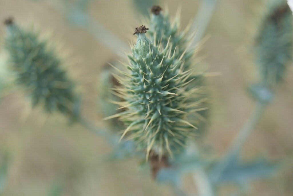 White Prickly Poppy Native Seeds (Argemone albiflora)