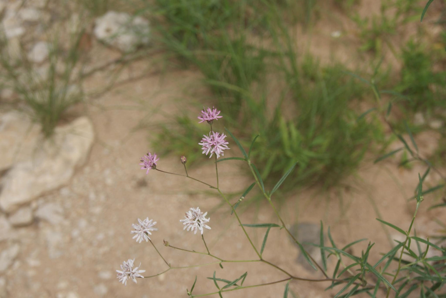 Small Palafox Native Seeds (Palafoxia callosa)