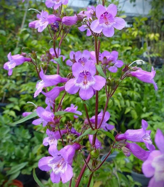 Brazos Penstemon Native Seeds (Penstemon tenuis)