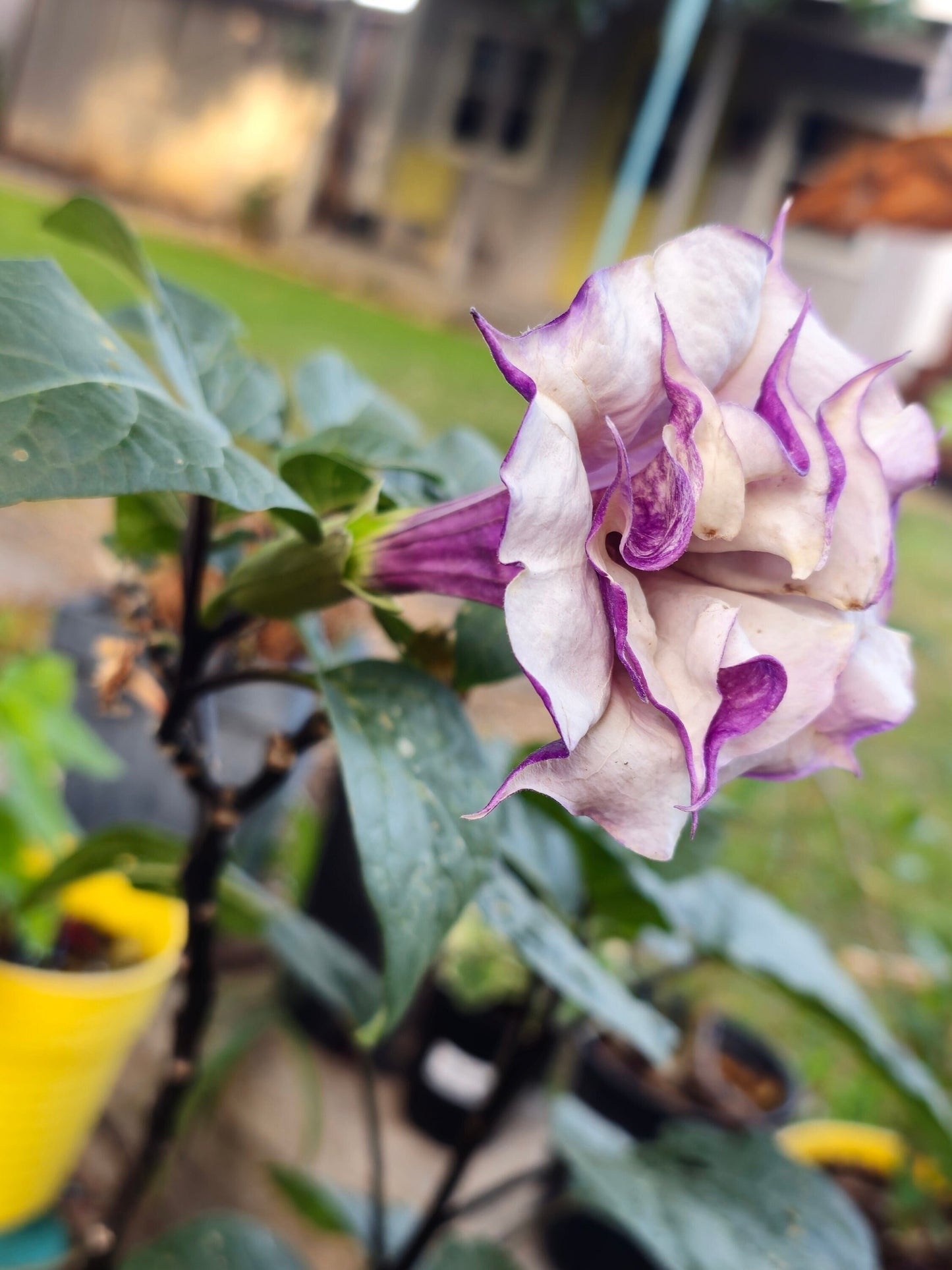 Purple Ballerina Datura