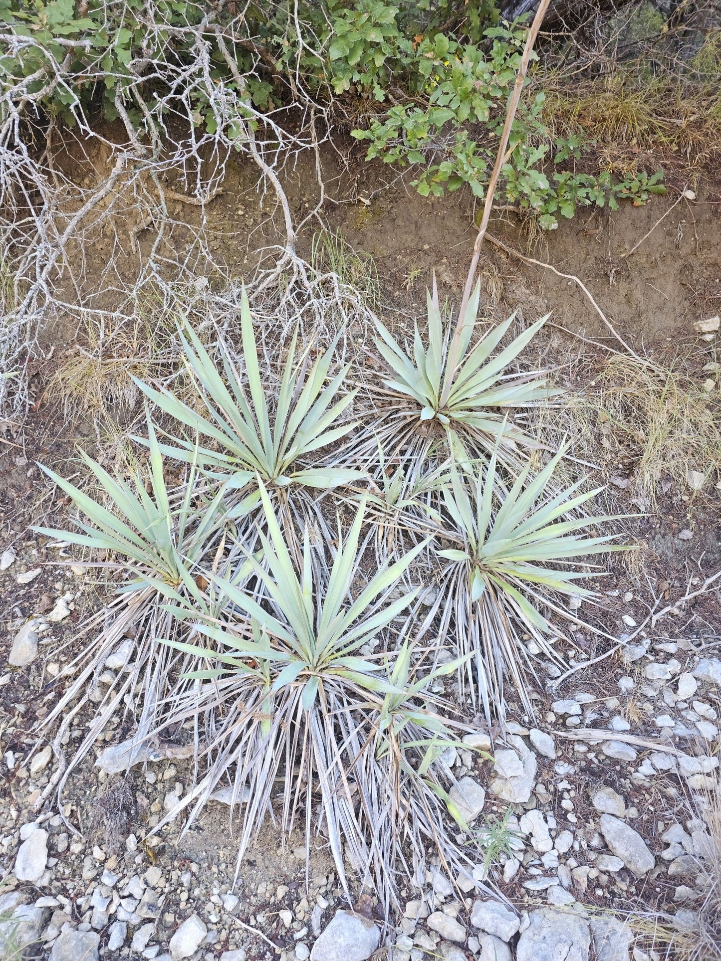Texas Blue Yucca Native Seeds (Yucca pallida)