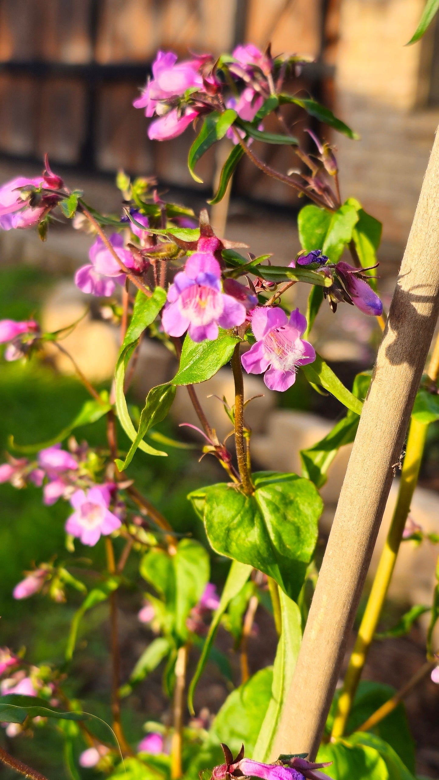 Brazos Penstemon Native Seeds (Penstemon tenuis)