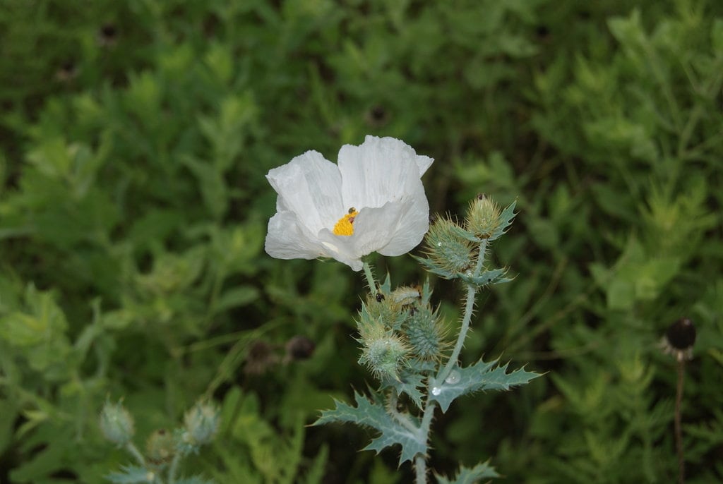 White Prickly Poppy Native Seeds (Argemone albiflora)