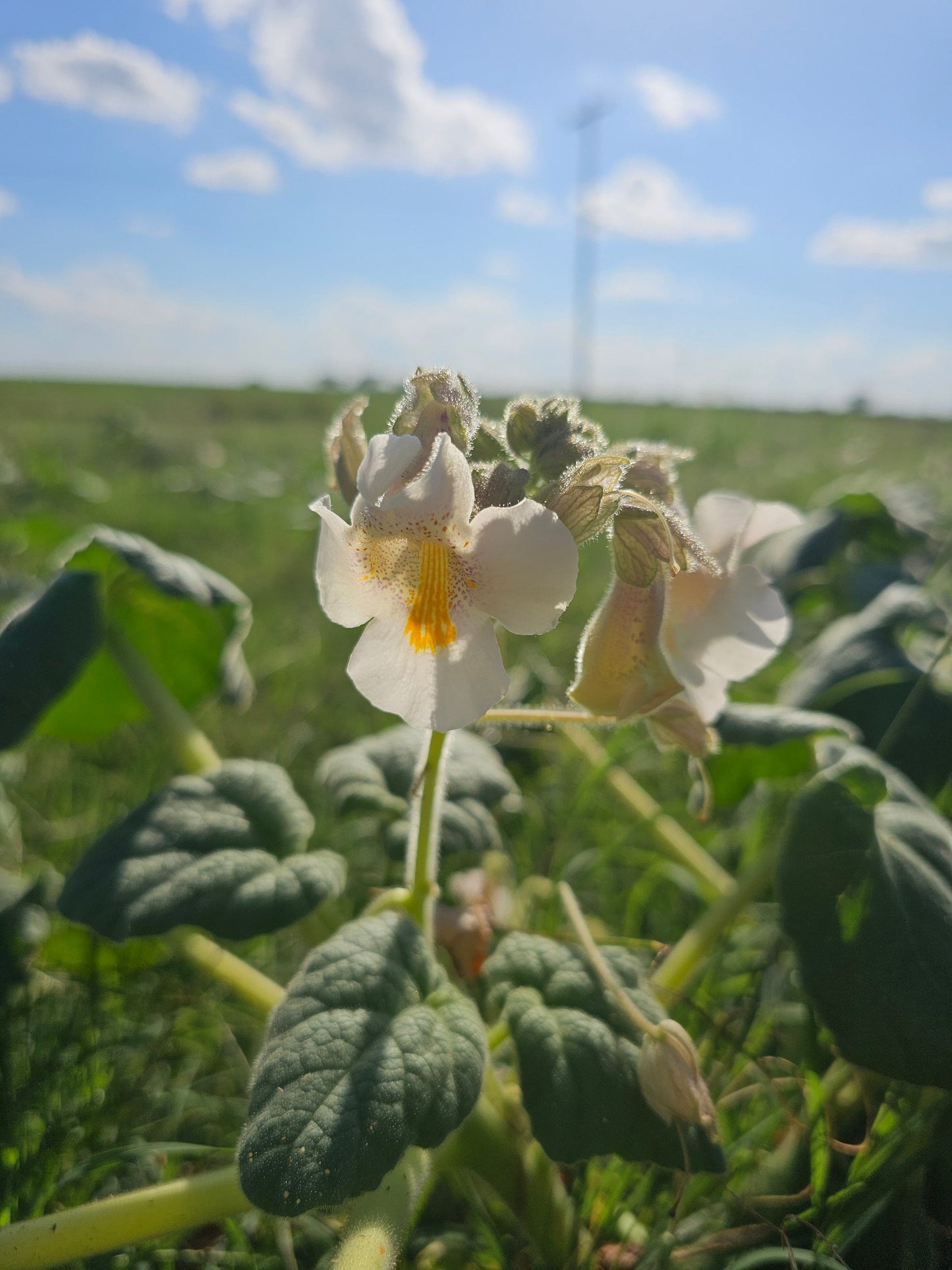 Devil's Claw Native Seeds (Proboscidea louisianica)