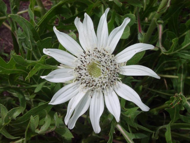 Texas White Rosinweed Native Seeds (Silphium albiflorum)