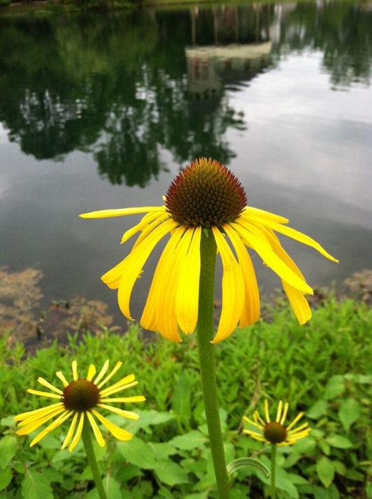 Bush's Coneflower Native Seeds (Echinacea paradoxa)