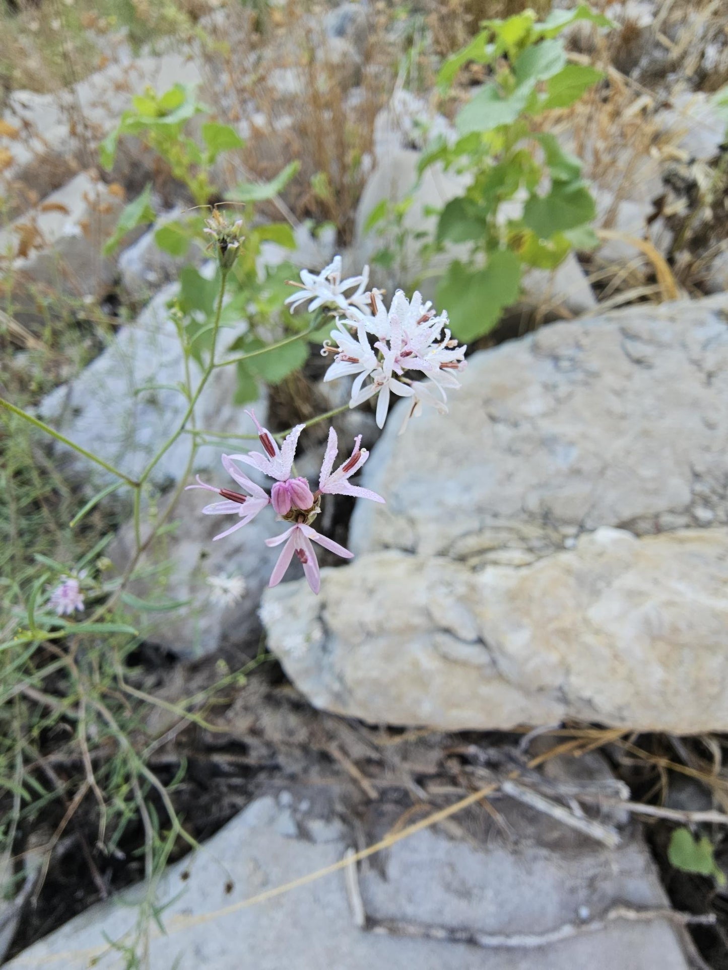 Small Palafox Native Seeds (Palafoxia callosa)