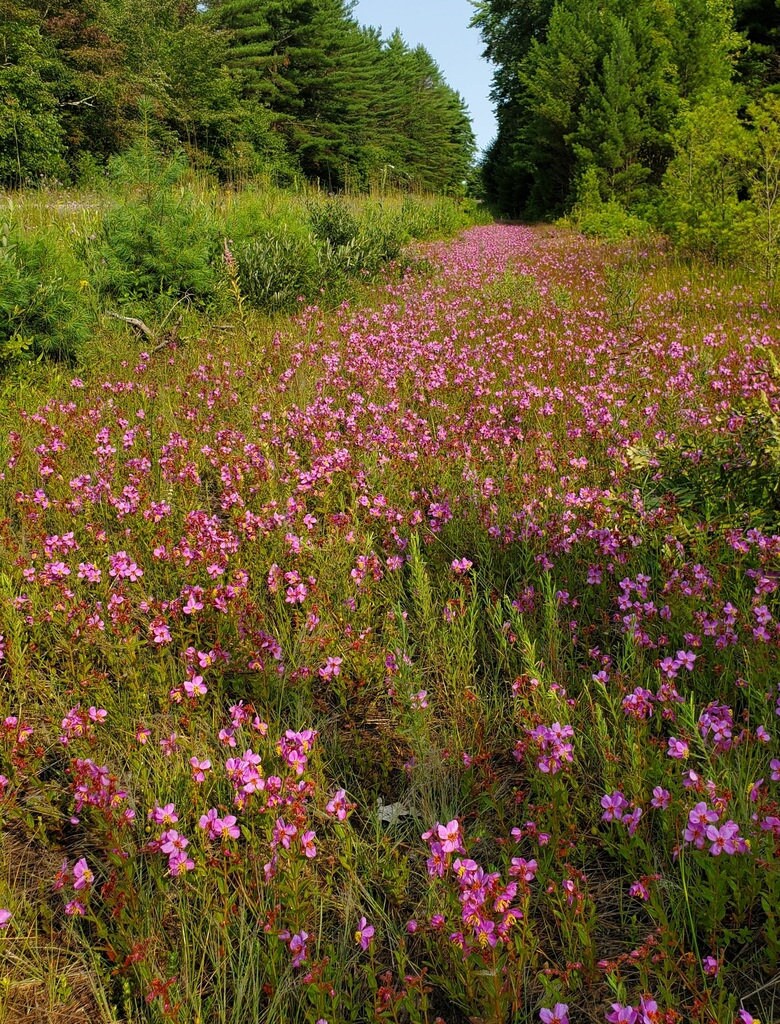 Meadow Beauty Native Seeds (Rhexia virginica)