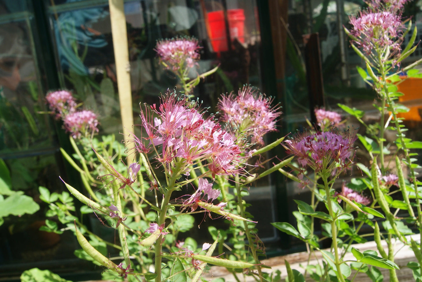 Red Whisker Clammyweed Native Seeds (Polanisia dodecandra)