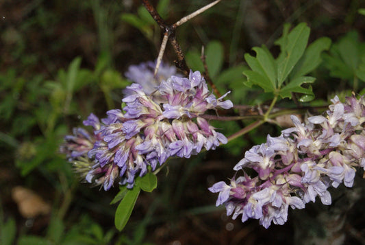 Largebract Indian Breadroot Rare Seeds (Pediomelum cuspidatum)