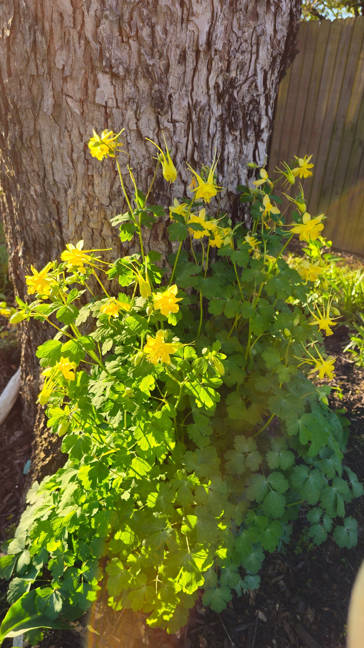 Texas Gold Columbine Native Seeds (Aquilegia chrysantha var. hinckleyana)