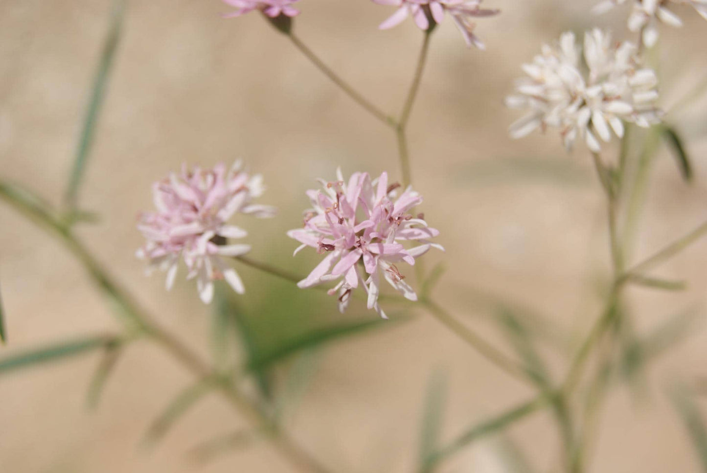 Small Palafox Native Seeds (Palafoxia callosa)
