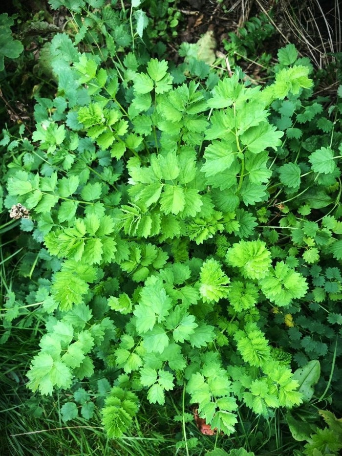 Sanguisorba Burnet Herb Seeds (Sanguisorba minor)