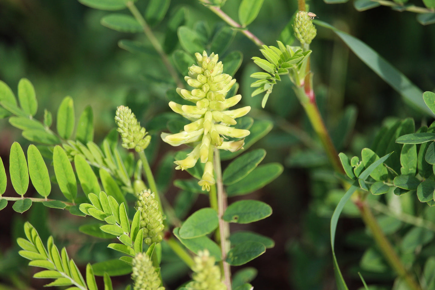 White Milkvetch Native Seeds (Astragalus canadensis)