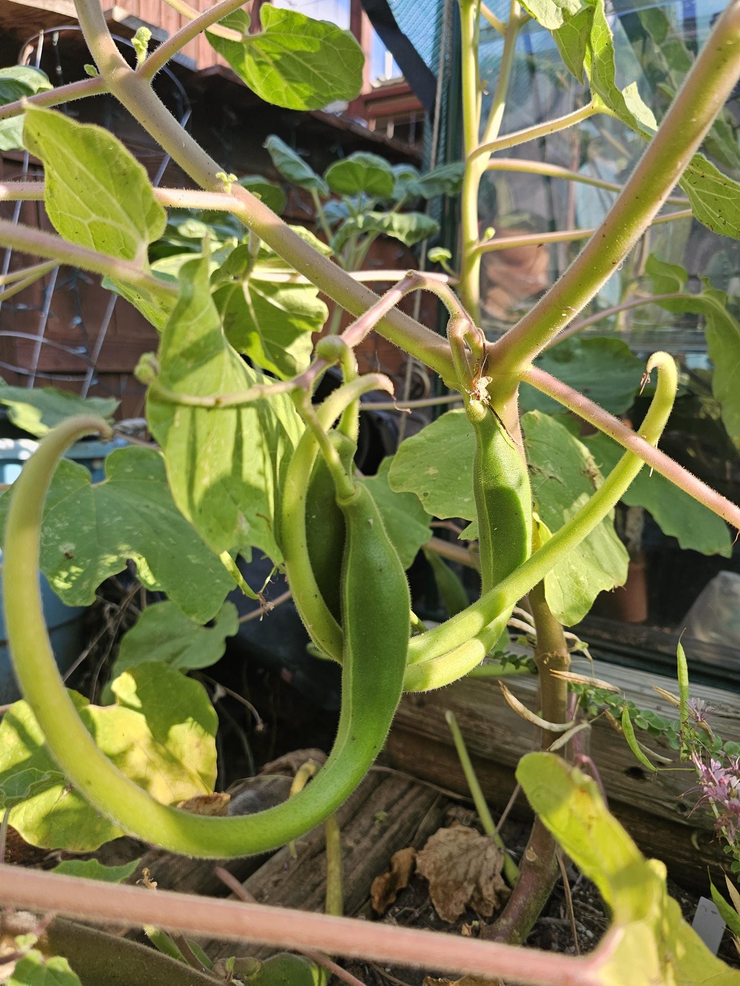 Tohono O'odham Devil's Claw Native Seeds (Proboscidea parviflora)