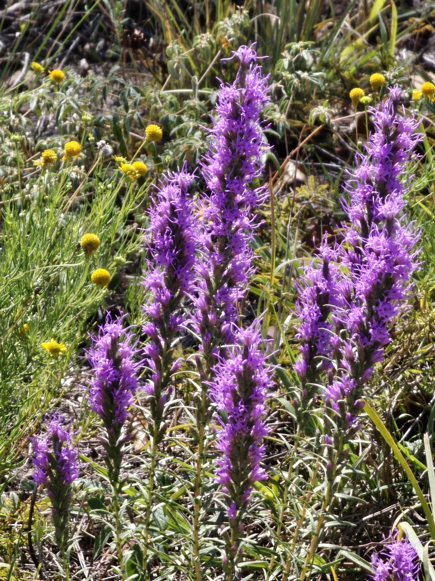 Dotted Blazing Star Native Seeds (Liatris punctata)