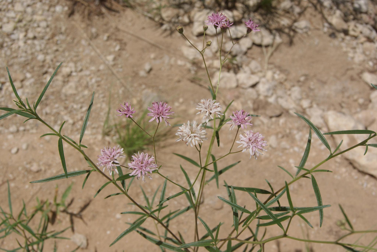 Small Palafox Native Seeds (Palafoxia callosa)