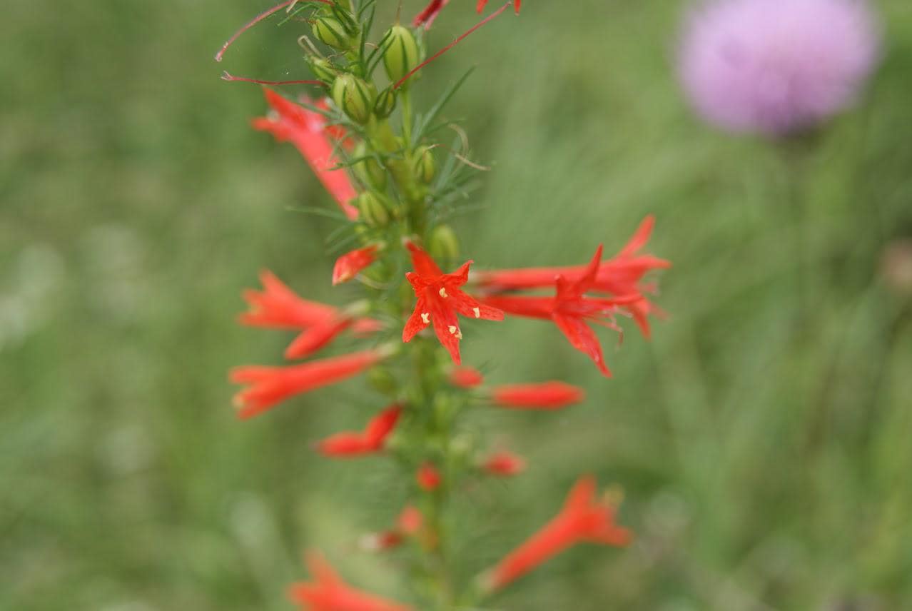 Standing Cypress Live Plants (Ipomopsis rubra)